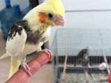 El Besleme Bebek Sultanlar