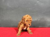 Mi̇ni̇ Boy Red Toy Poodle Bebekleri̇m