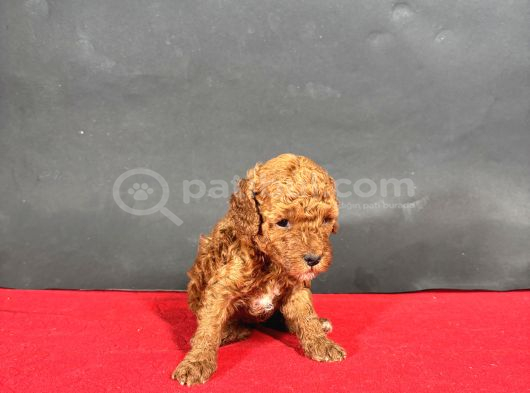 mİNİ BOY RED TOY POODLE BEBEKLERİM