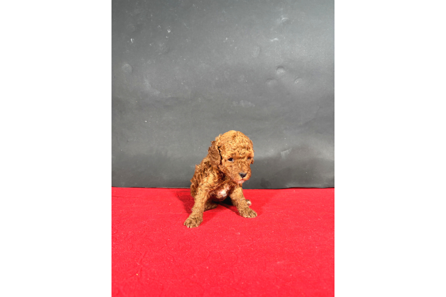 Mİnİ Boy Red Toy Poodle Bebeklerİm