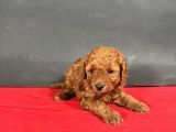 Mi̇ni̇ Boy Toy Poodle Red Bebekleri̇m