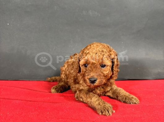 MİNİ BOY TOY POODLE RED BEBEKLERİM