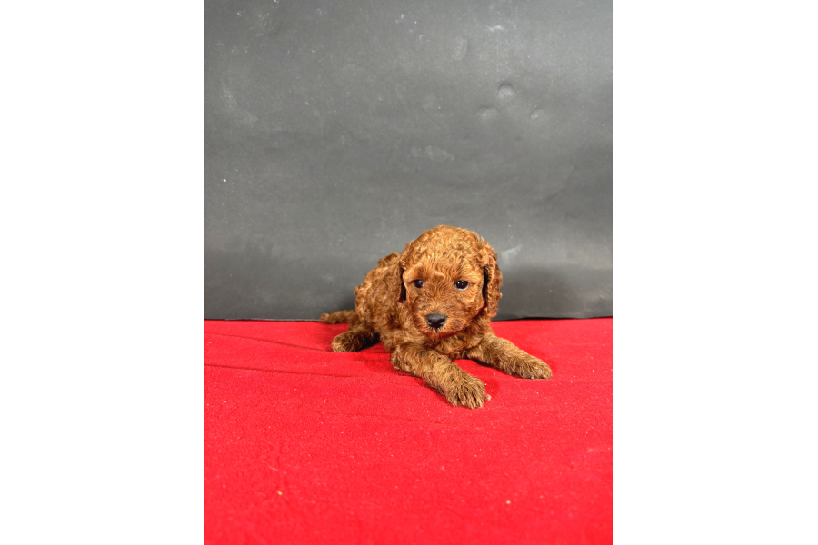 Mİnİ Boy Toy Poodle Red Bebeklerİm