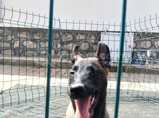 Eyüp Doğan Aksi̇yon Şi̇la Yavrulari görsel