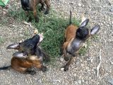 A Kalite Belçika Kurtları 3 Aylık