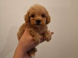 Kore 0 Numara Maltipoo Bebeklerimiz Sizleri Bekliyor
