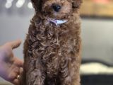 Toy Poodle Yavrumuz Stella