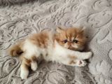 Safkan iran persian bebekler A kalite sıfır burun