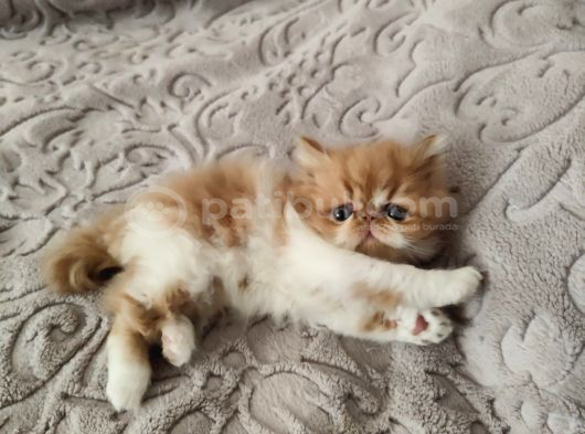 Safkan iran persian bebekler A kalite sıfır burun