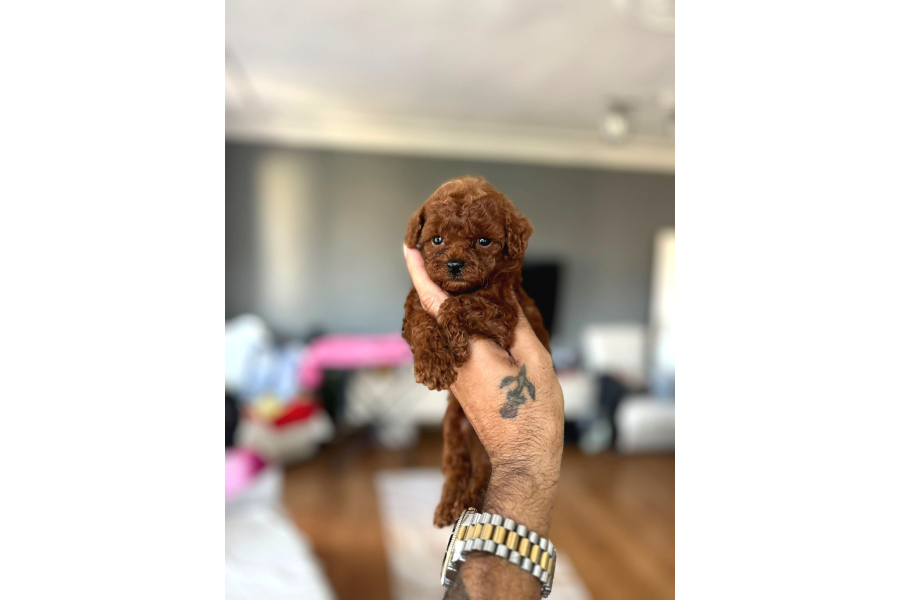 Toy Poodle Sevİmlİ Yavrular Ev Üretİmİ