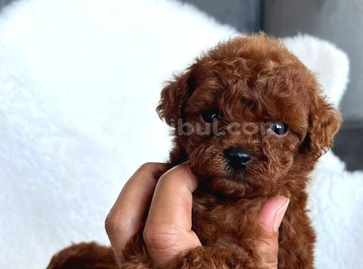 Toy Poodle Sevi̇mli̇ Yavrular Ev Üreti̇mi̇ görsel