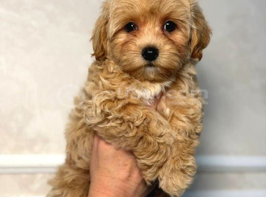 Malti̇poo Ci̇nsi̇ Yavrular Ev Üreti̇mi̇ görsel
