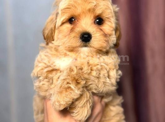 Malti̇poo Ci̇nsi̇ Yavrular Ev Üreti̇mi̇ görsel