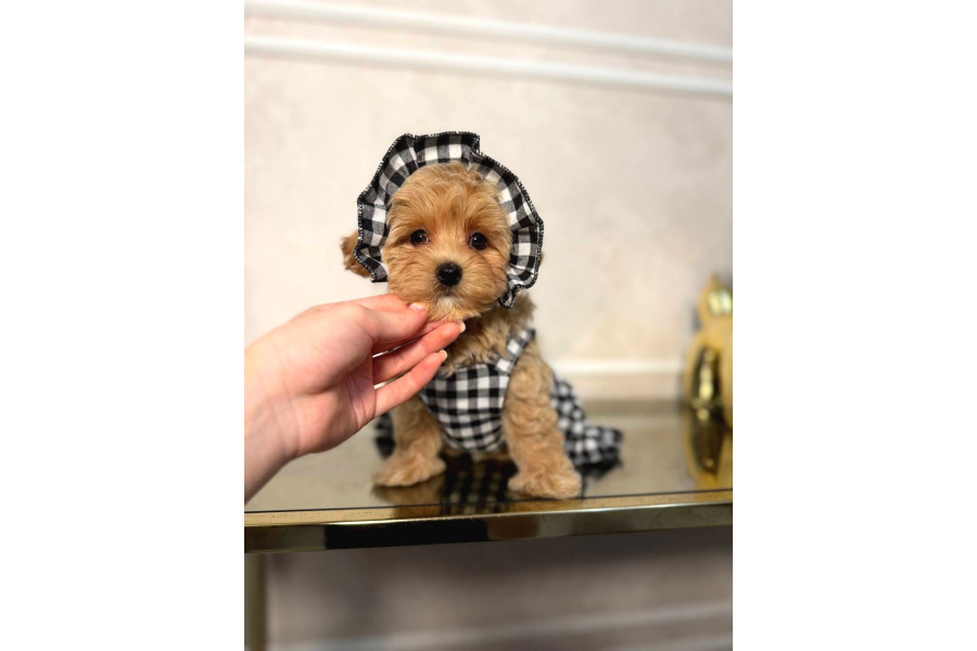 Maltİpoo Cİnsİ Yavrular Ev Üretİmİ