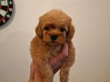 Kore 0 Numara Maltipoo Bebeklerimiz Sizleri Bekliyor