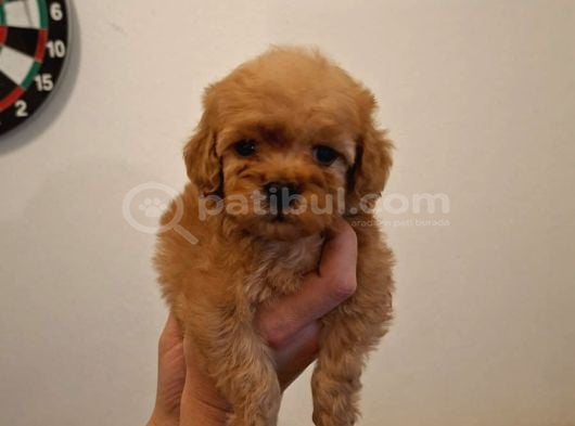 Kore 0 Numara Maltipoo Bebeklerimiz Sizleri bekliyor