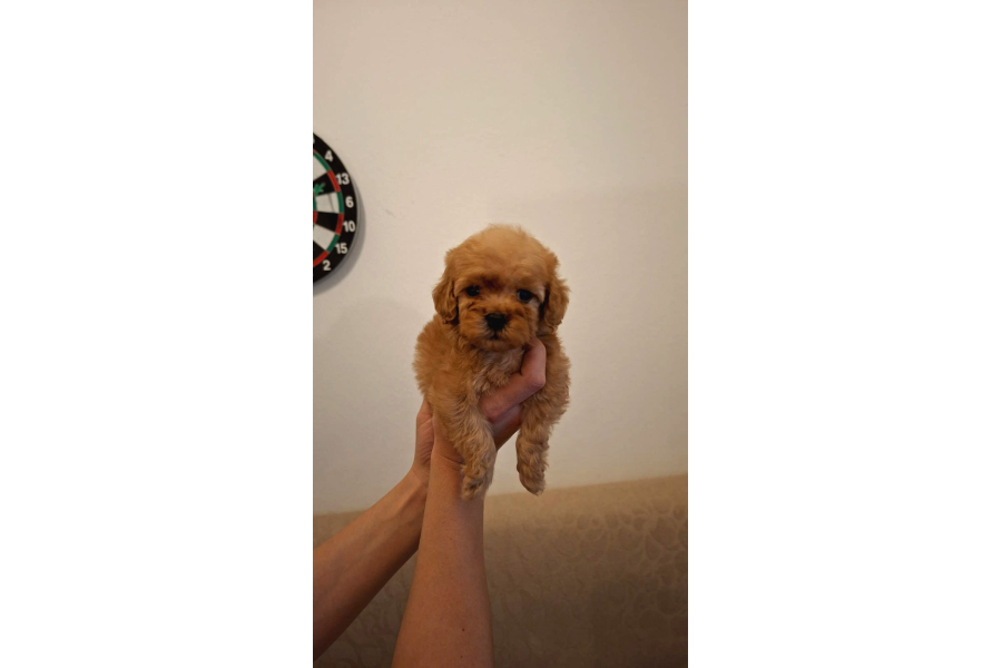 Kore 0 Numara Maltipoo Bebeklerimiz Sizleri Bekliyor