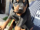Şampiyon Soydan Doberman Yabrular