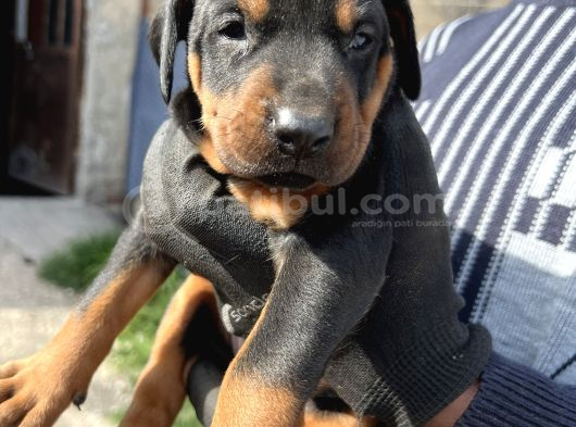 Şampiyon Soydan Doberman Yabrular görsel