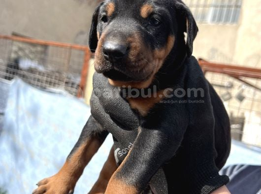 Şampiyon Soydan Doberman Yabrular görsel