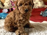 Boy Ve Kilo Garantili Toy Poodle Yavrular