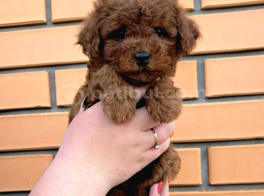 Boy Ve Kilo Garantili Toy Poodle Yavrular görsel