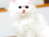 Sevgiye Doyuracak Bir Prenses
