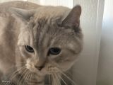 British Shorthair Erkek  Sevgi Dolu Yuva Arıyor