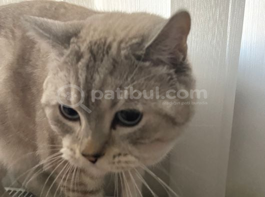 British Shorthair Erkek  Sevgi Dolu Yuva Arıyor görsel