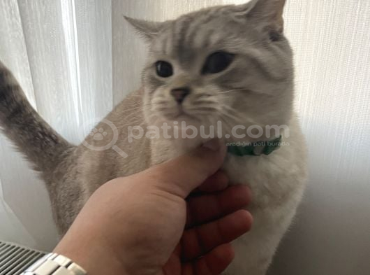 British Shorthair Erkek  Sevgi Dolu Yuva Arıyor görsel
