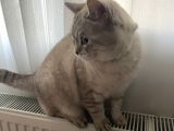 British Shorthair Erkek  Sevgi Dolu Yuva Arıyor