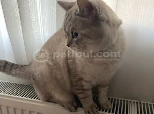 British Shorthair Erkek  Sevgi Dolu Yuva Arıyor