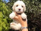 Minyatür labradoodle yavrular