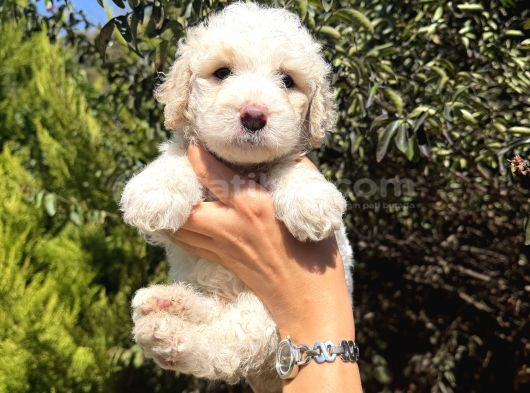 Minyatür labradoodle yavrular
