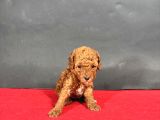 Mi̇ni̇ Boy Red Toy Poodle Bebekleri̇m