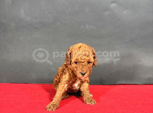 Mi̇ni̇ Boy Red Toy Poodle Bebekleri̇m görsel