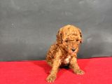 Mi̇ni̇ Boy Red Toy Poodle Bebekleri̇m