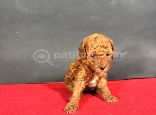 Mi̇ni̇ Boy Red Toy Poodle Bebekleri̇m görsel