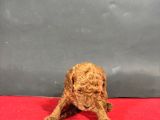 Mi̇ni̇ Boy Red Toy Poodle Bebekleri̇m