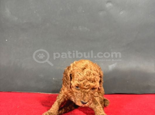 Mi̇ni̇ Boy Red Toy Poodle Bebekleri̇m görsel