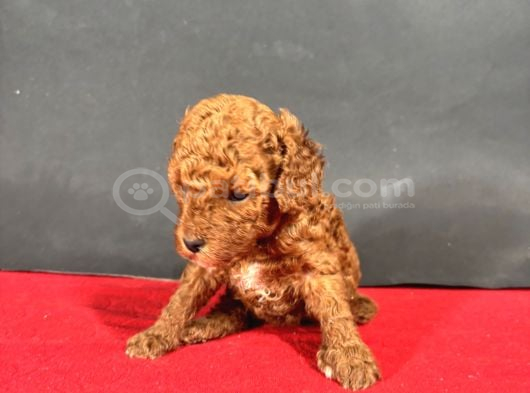 Mi̇ni̇ Boy Red Toy Poodle Bebekleri̇m görsel