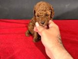 Mi̇ni̇ Boy Red Toy Poodle Bebekleri̇m