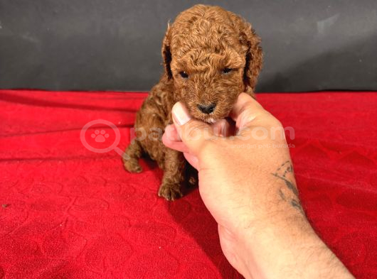 Mi̇ni̇ Boy Red Toy Poodle Bebekleri̇m görsel