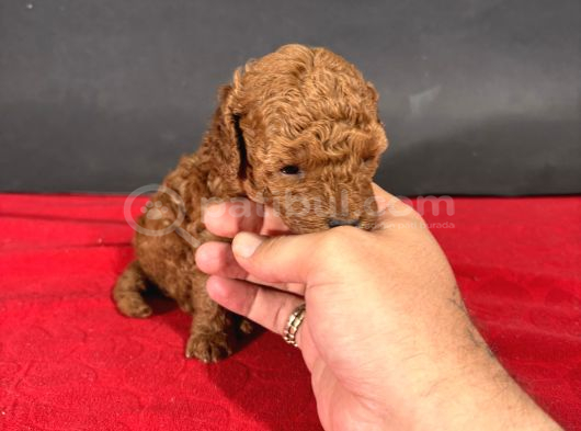 Mi̇ni̇ Boy Red Toy Poodle Bebekleri̇m görsel