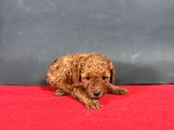 Mi̇ni̇ Boy Toy Poodle Red Bebekleri̇m