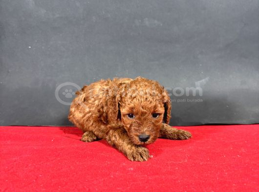 Mi̇ni̇ Boy Toy Poodle Red Bebekleri̇m görsel