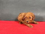 Mi̇ni̇ Boy Toy Poodle Red Bebekleri̇m