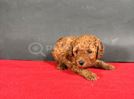 Mi̇ni̇ Boy Toy Poodle Red Bebekleri̇m görsel