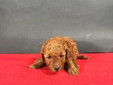 Mi̇ni̇ Boy Toy Poodle Red Bebekleri̇m
