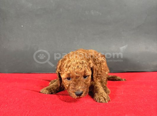 Mi̇ni̇ Boy Toy Poodle Red Bebekleri̇m görsel